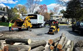 Best Fruit Tree Pruning  in Duryea, PA