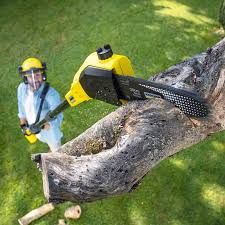  Duryea, PA Tree Care Pros