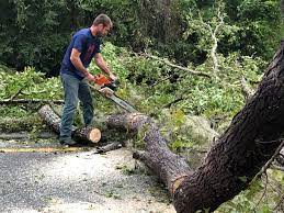 Best Root Management and Removal  in Duryea, PA
