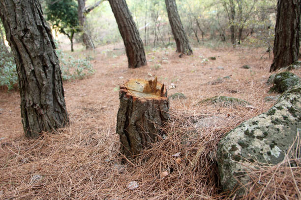How Our Tree Care Process Works  in  Duryea, PA