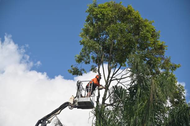 Best Aeration Services  in Duryea, PA