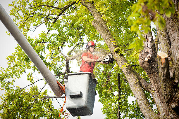 Best Commercial Tree Services  in Duryea, PA