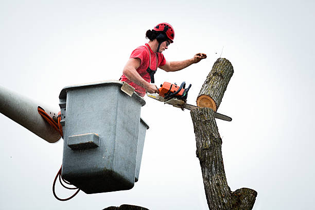 Best Leaf Removal  in Duryea, PA