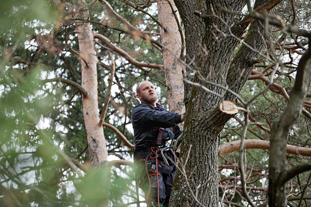 Best Tree Disease Treatment  in Duryea, PA