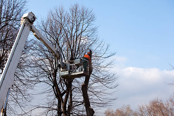 Best Tree Preservation Services  in Duryea, PA