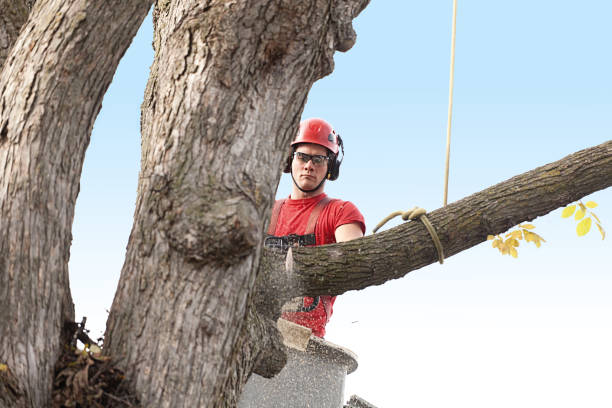 Best Emergency Tree Removal  in Duryea, PA