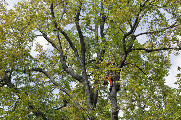 Best Tree Maintenance Programs  in Duryea, PA